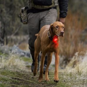 Ruffwear The Beacon Safety Dog Light